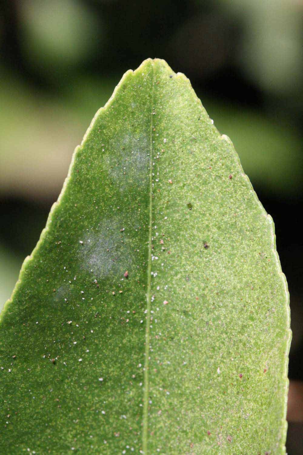              Margin (Riverside, CA)       